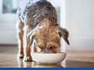 Hill's Science Diet VetEssentials Puppy Dry Food