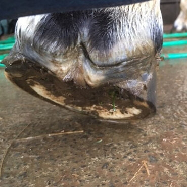 Hoof abscess