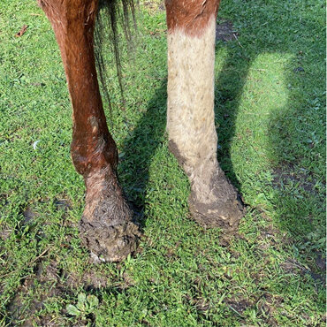 Hoof cracks in winter