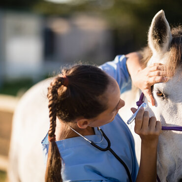 Horse eye examination for pre-purchase examination