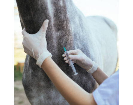 Horse vaccination