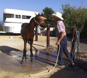 Hosing the horse for the first time