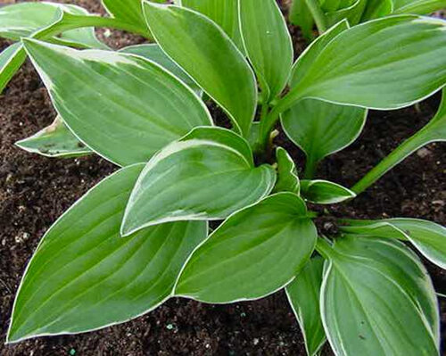 Hosta 'Allan P McConnell'