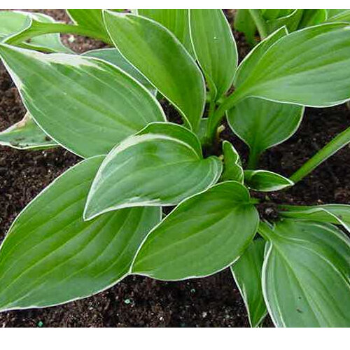 Hosta 'Allan P McConnell'