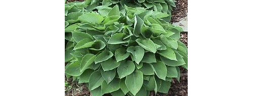 Hosta 'Blue Cadet'