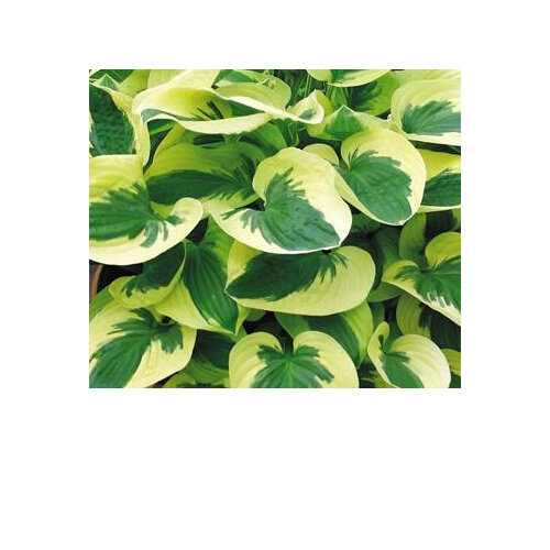 Hosta 'Brim Cup'