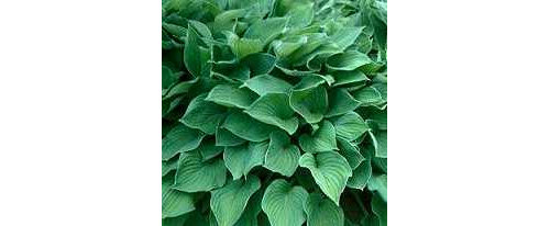 Hosta fortunei