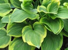 Hosta 'Golden Tiara'