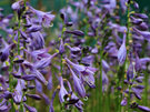 Hosta 'Golden Tiara'