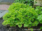 Hosta 'Golden Tiara'