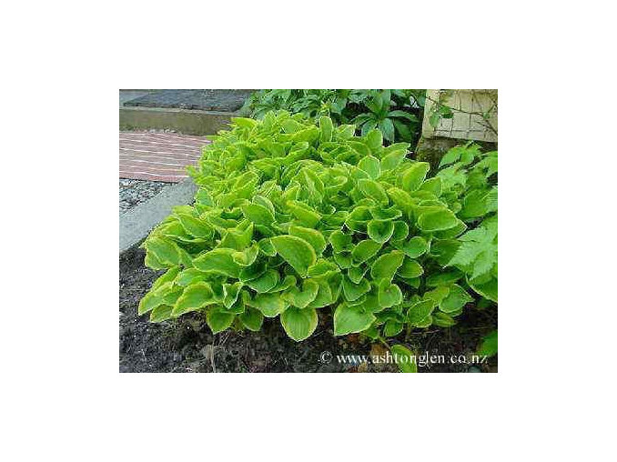 Hosta 'Golden Tiara'