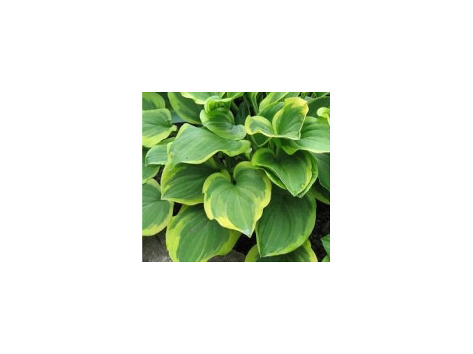 Hosta 'Golden Tiara'