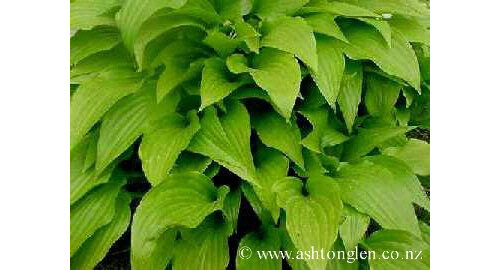 Hosta gracilus