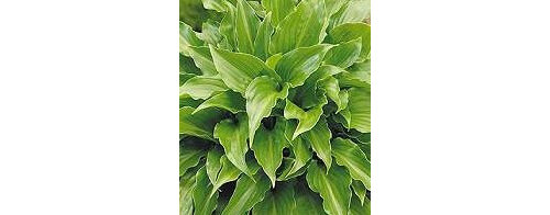 Hosta 'Invincible'