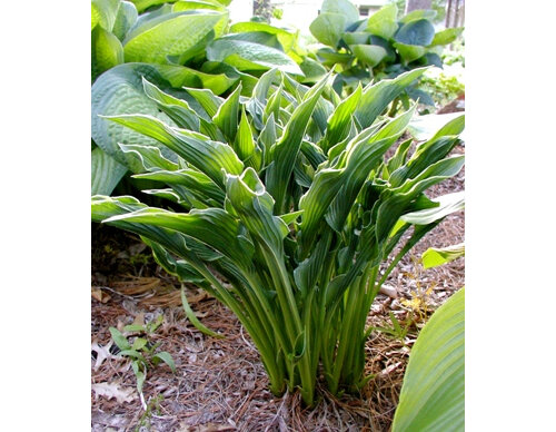 Hosta 'Praying Hands'