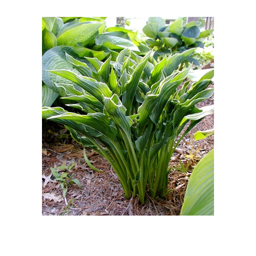 Hosta 'Praying Hands'