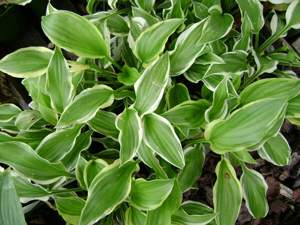 Hosta 'So Sweet'