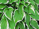 Hosta undulata albomarginata 'Thomas Hogg'