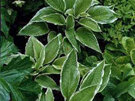 Hosta undulata albomarginata 'Thomas Hogg'