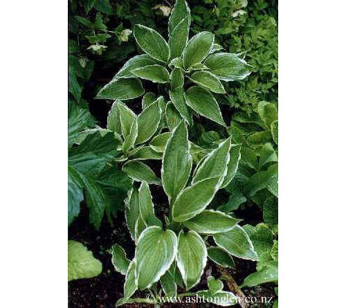 Hosta undulata albomarginata 'Thomas Hogg'