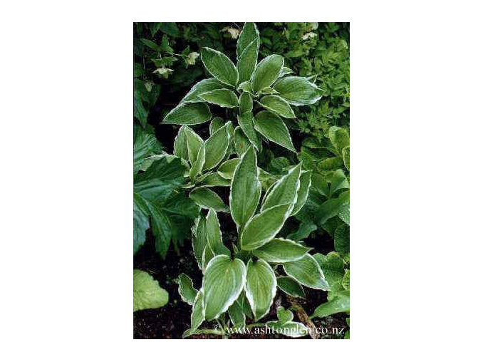 Hosta undulata albomarginata 'Thomas Hogg'