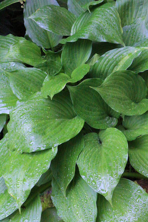 Hosta undulata erromena