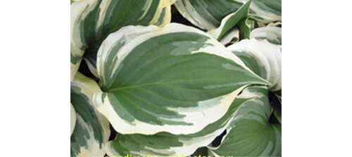 Hosta ventricosa aurea marginata