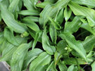 Hosta venusta