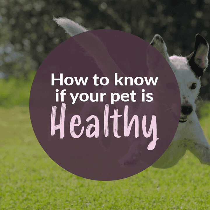 How to know if your pet is healthy