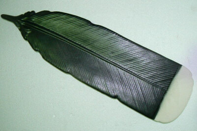 Huia Feather Large