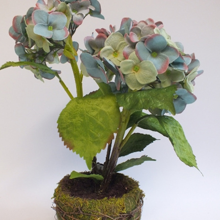 Hydrangea in a moss pot 1477