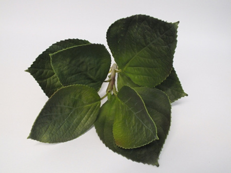 Hydrangea Leaf stem 1817