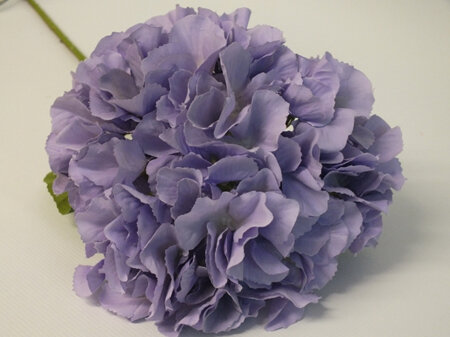 Hydrangea Lilac 4495