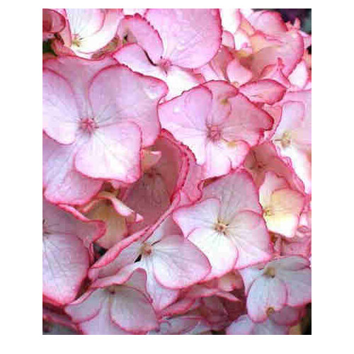 Hydrangea macrophylla ‘Sabrina’