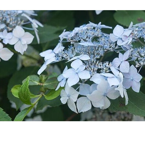 Hydrangea serrata 'Blue Deckle'