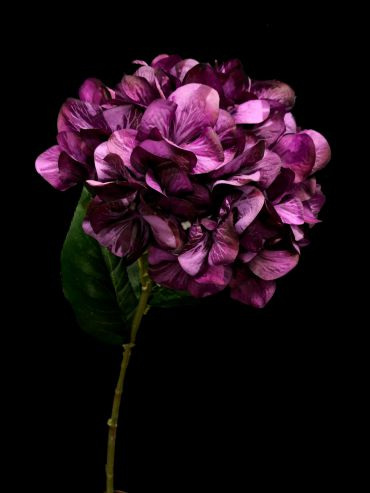 Hydrangea Stem Dark Purple 4168