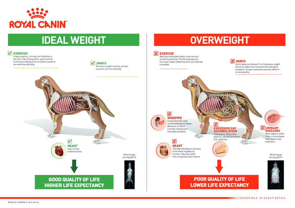 Ideal versus overweight dog