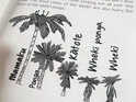 Identifying nz tree ferns with kids learning resources