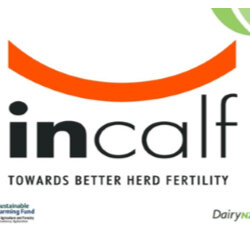 inCalf