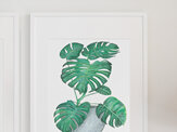 Indoor Plants  with Monstera Set of A3 Prints
