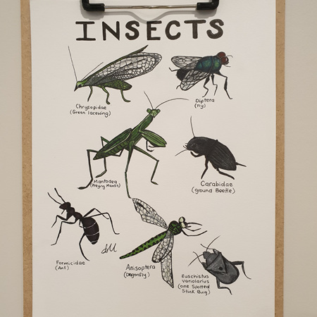 Insects Prints