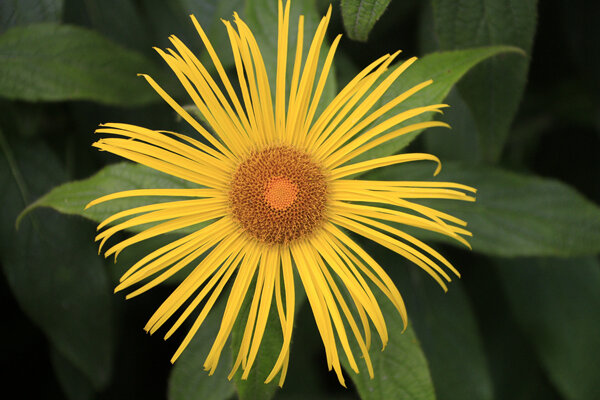 Inula hookeri