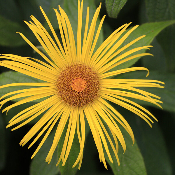 Inula hookeri