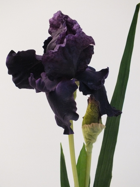 Iris Dark Purple 4221