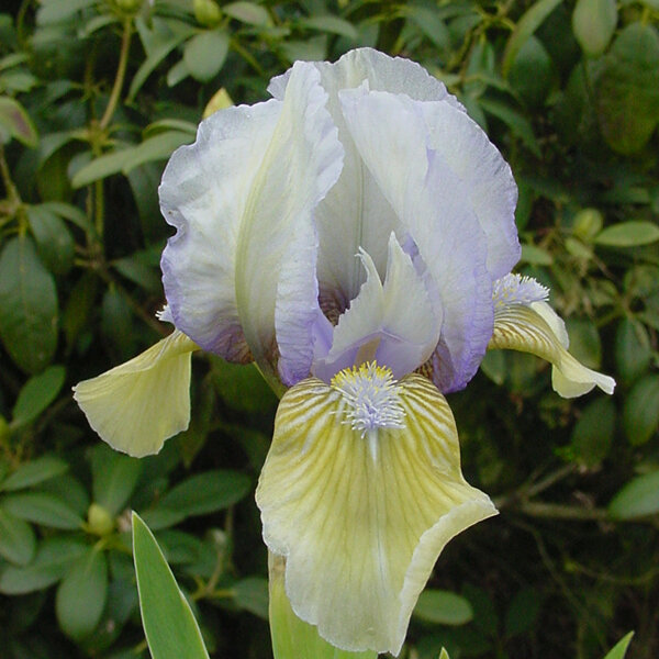 Iris Dwarf Bearded 'Forty Winks'