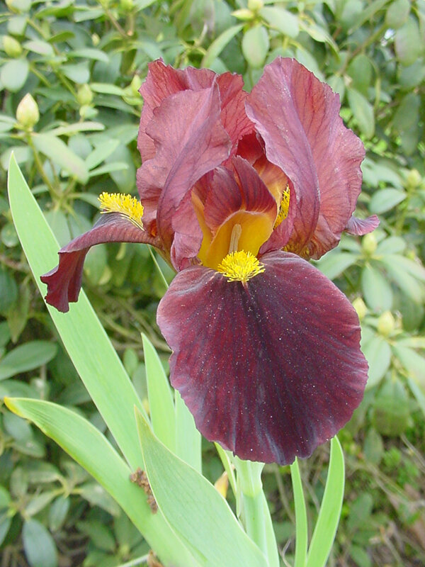 Iris Dwarf Bearded 'Little Buccaneer'