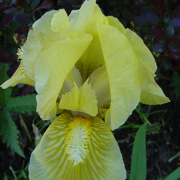 Iris Dwarf Bearded 'Olive Garden'