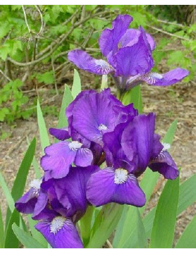 Iris Dwarf Bearded - Violet Blue