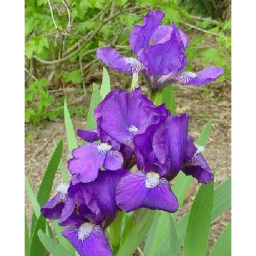 Iris Dwarf Bearded - Violet Blue