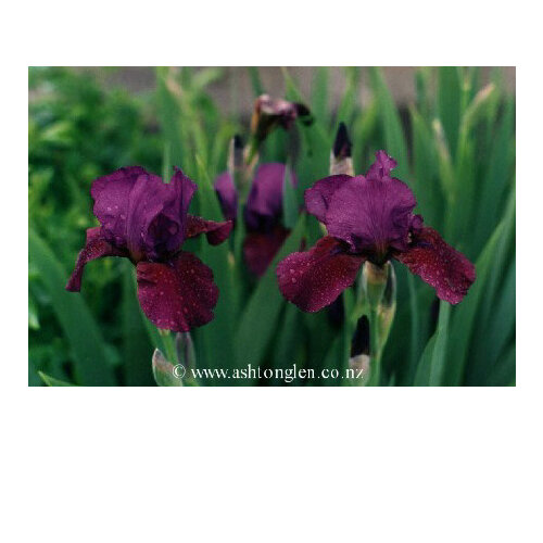 Iris Intermediate Bearded 'Con Brio'